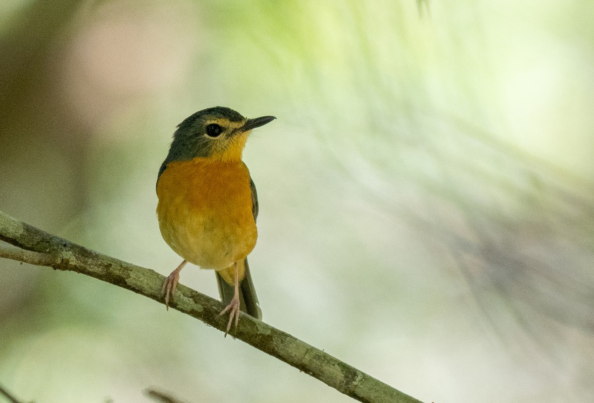 Sulawesi Blue Flycatcher (Sulawesi) - ML614422634