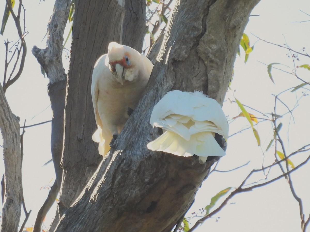 Long-billed Corella - Helen Erskine-Behr