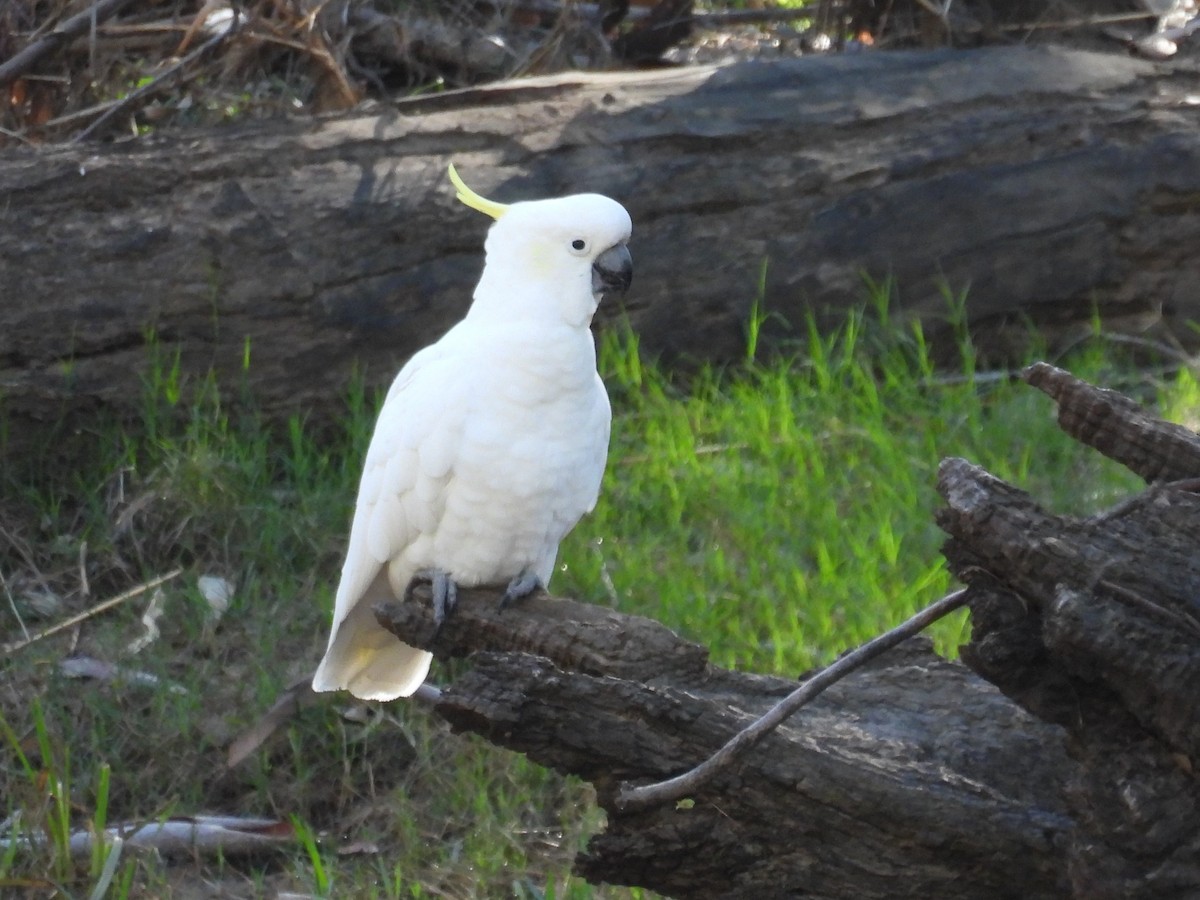 Cacatúa Galerita - ML614422853