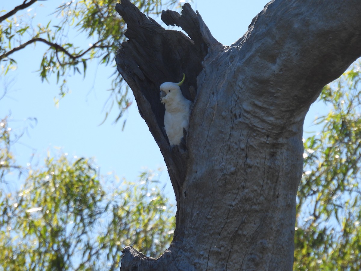 Sulphur-crested Cockatoo - ML614422855