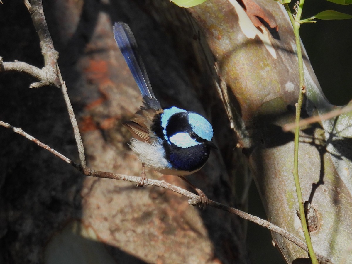 Superb Fairywren - ML614422922