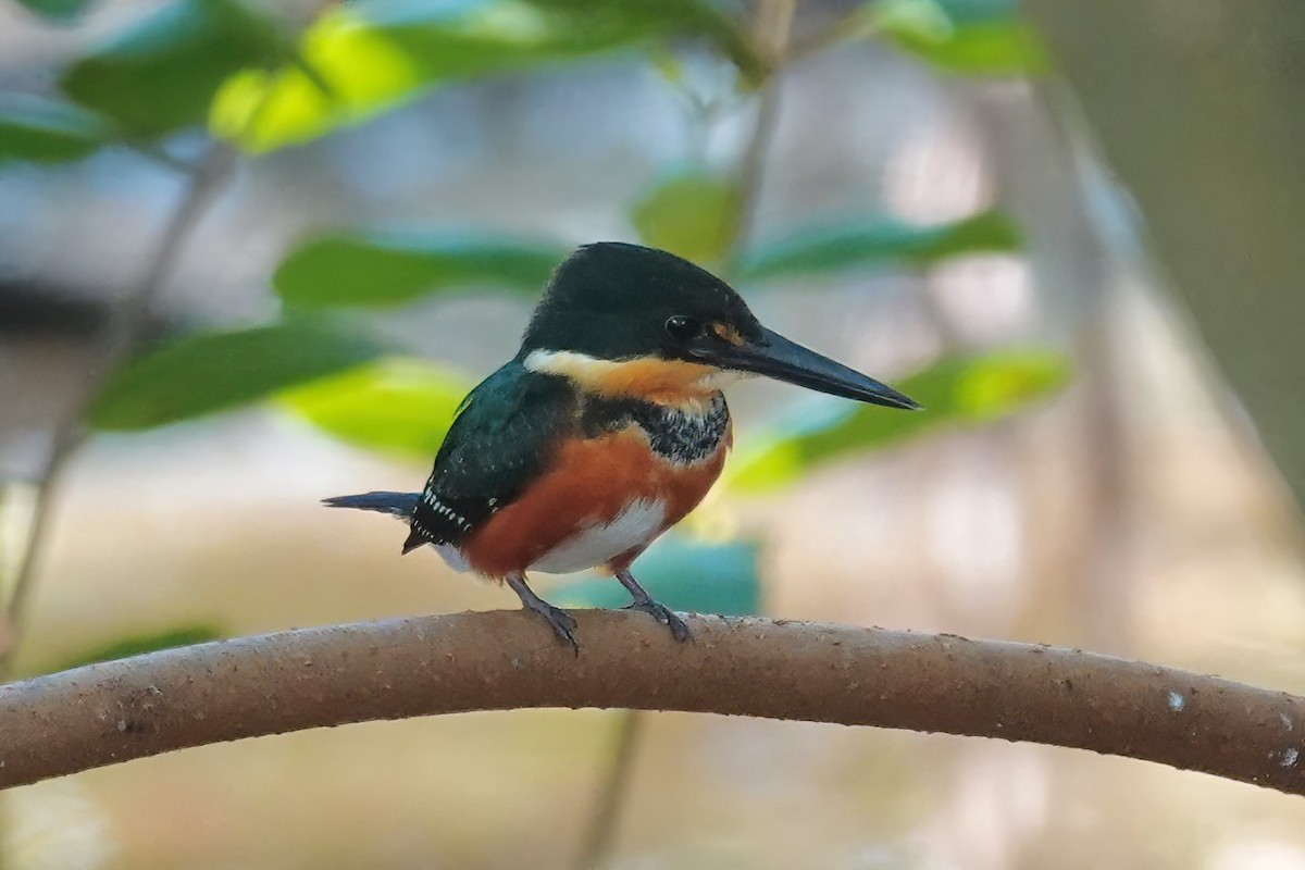 American Pygmy Kingfisher - ML614422950