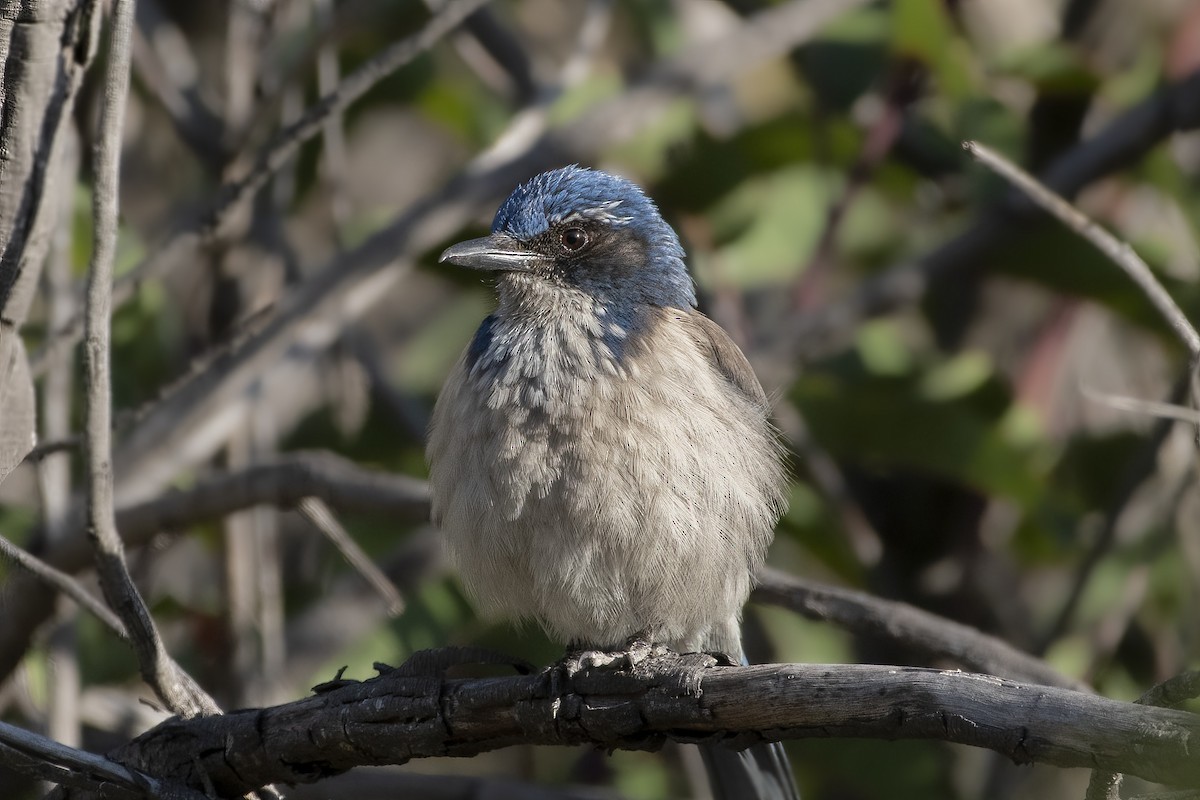 California Scrub-Jay - ML614422959
