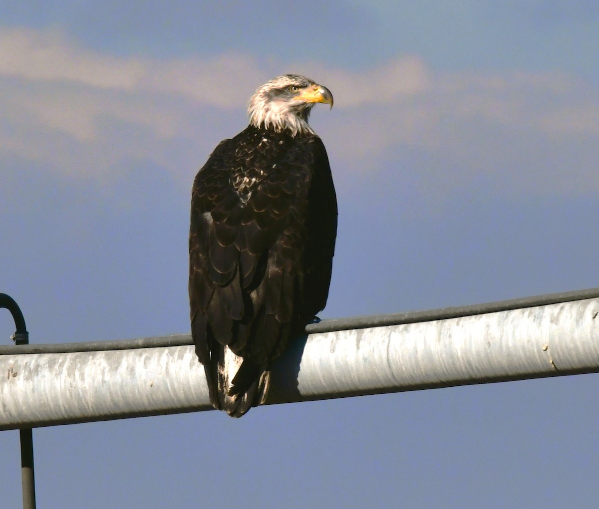 Bald Eagle - ML614422974