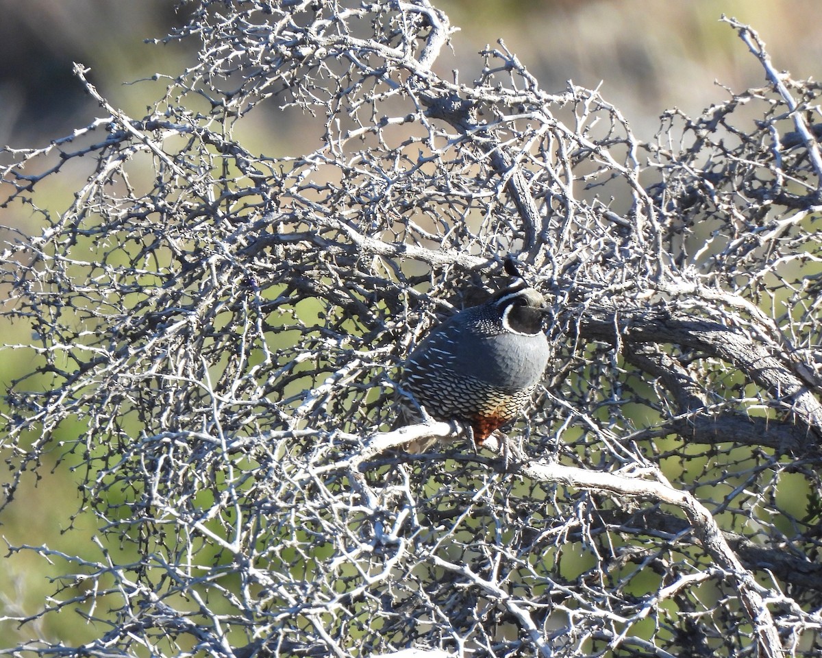 California Quail - ML614422989