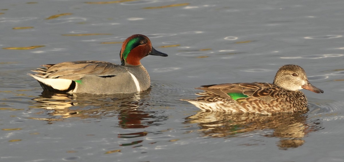 Green-winged Teal - ML614422995