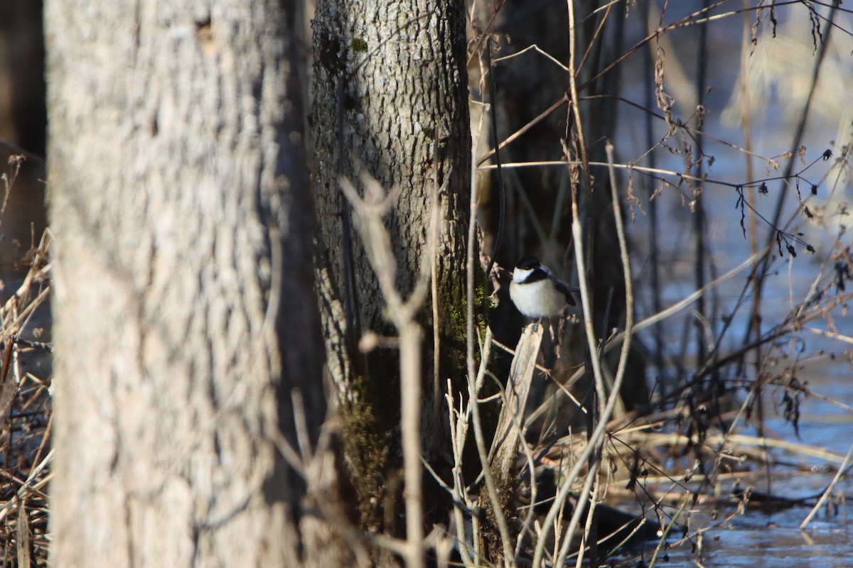 Black-capped Chickadee - ML614422999