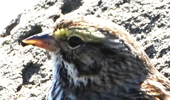 Savannah Sparrow - ML614423054