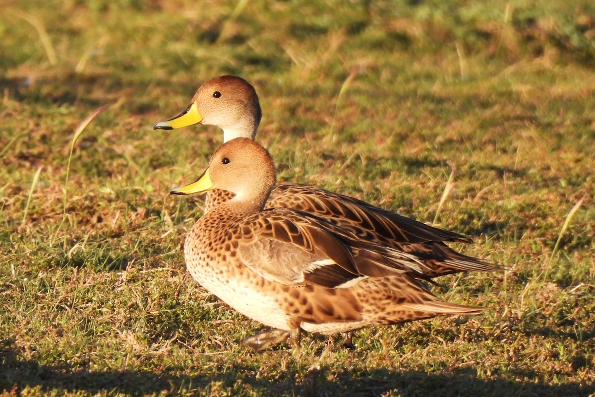 Yellow-billed Pintail - Michael I Christie