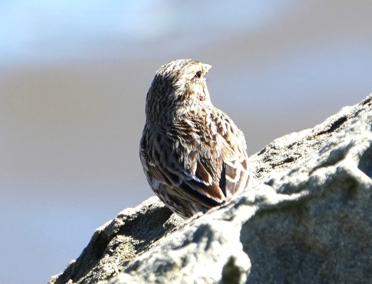 Savannah Sparrow - ML614423086