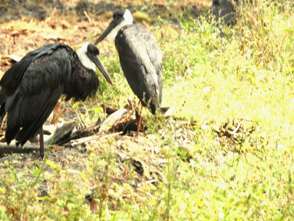 Asian Woolly-necked Stork - Prakash G