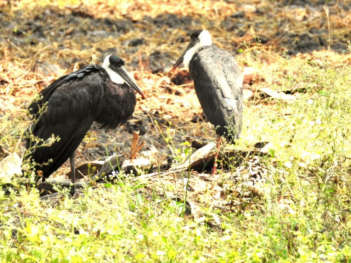 Asian Woolly-necked Stork - Prakash G