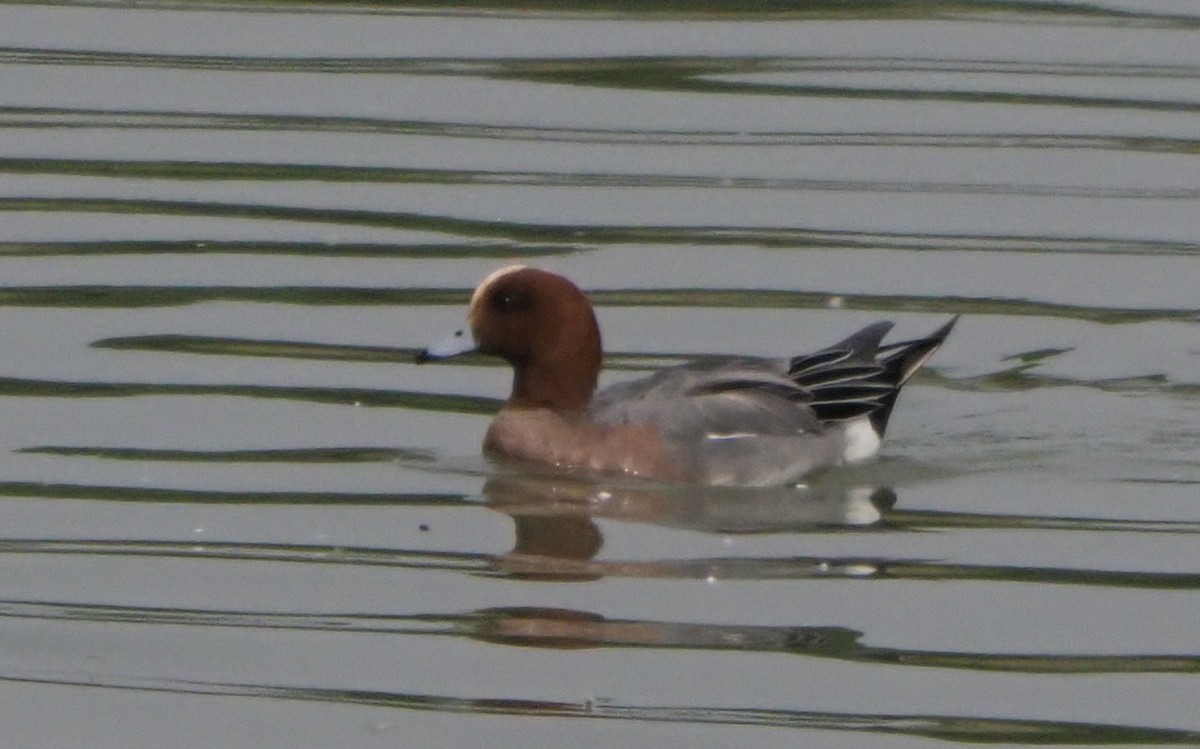 Eurasian Wigeon - ML614423169