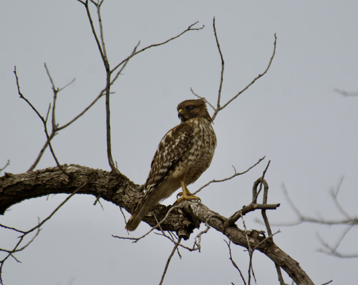 Red-shouldered Hawk - ML614423174