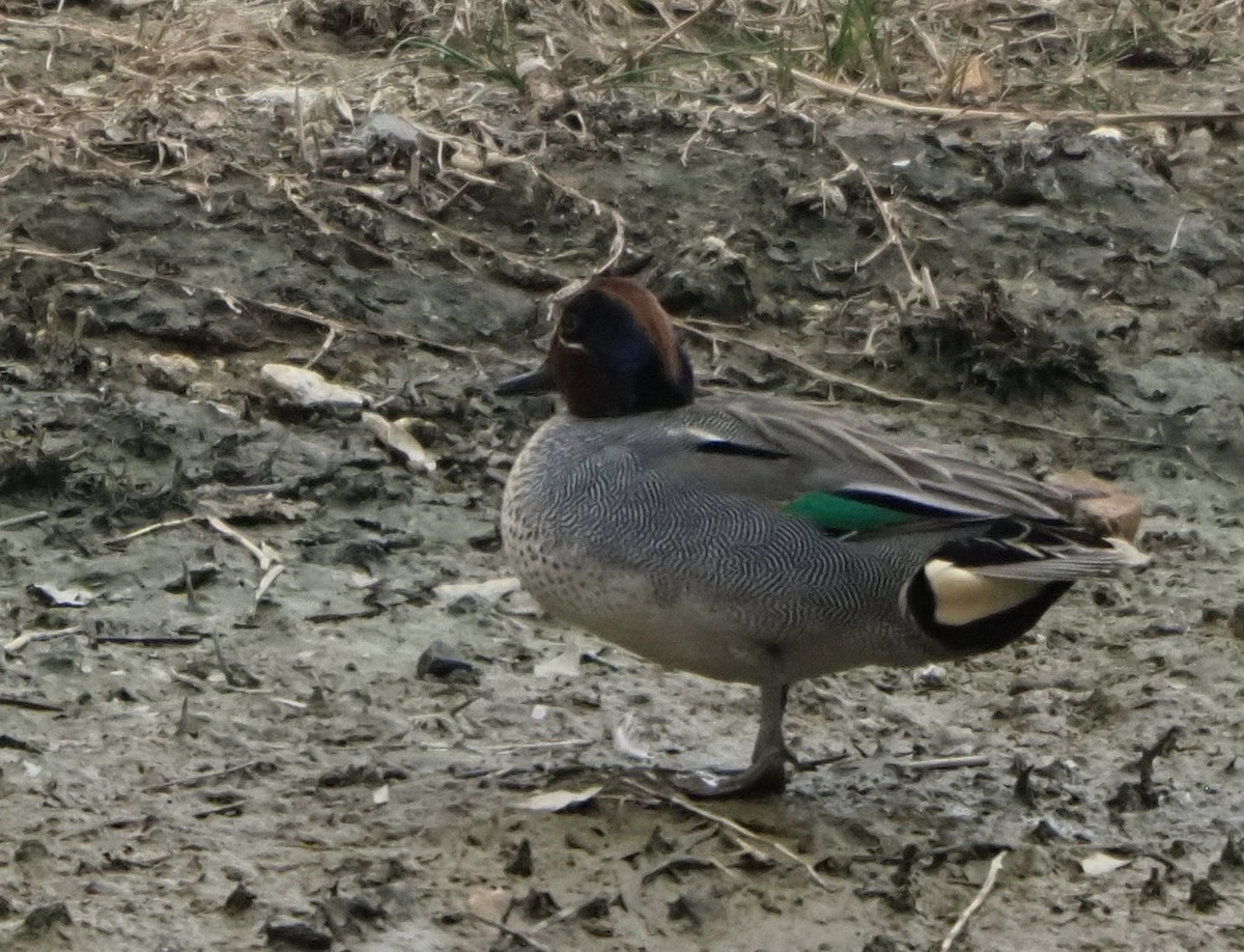 Green-winged Teal (Eurasian) - ML614423180
