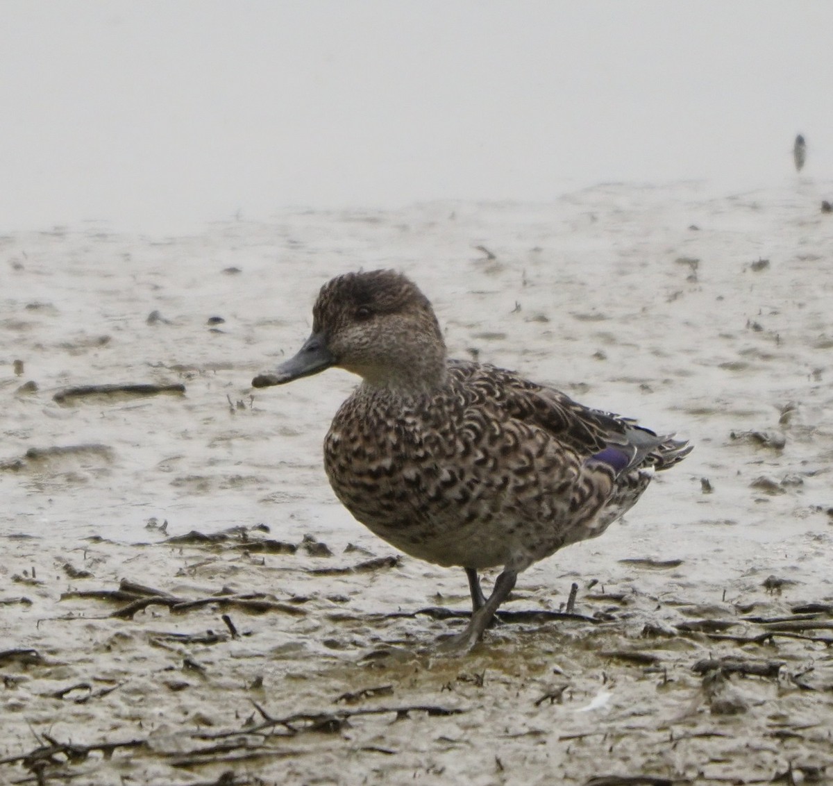 Green-winged Teal (Eurasian) - ML614423181