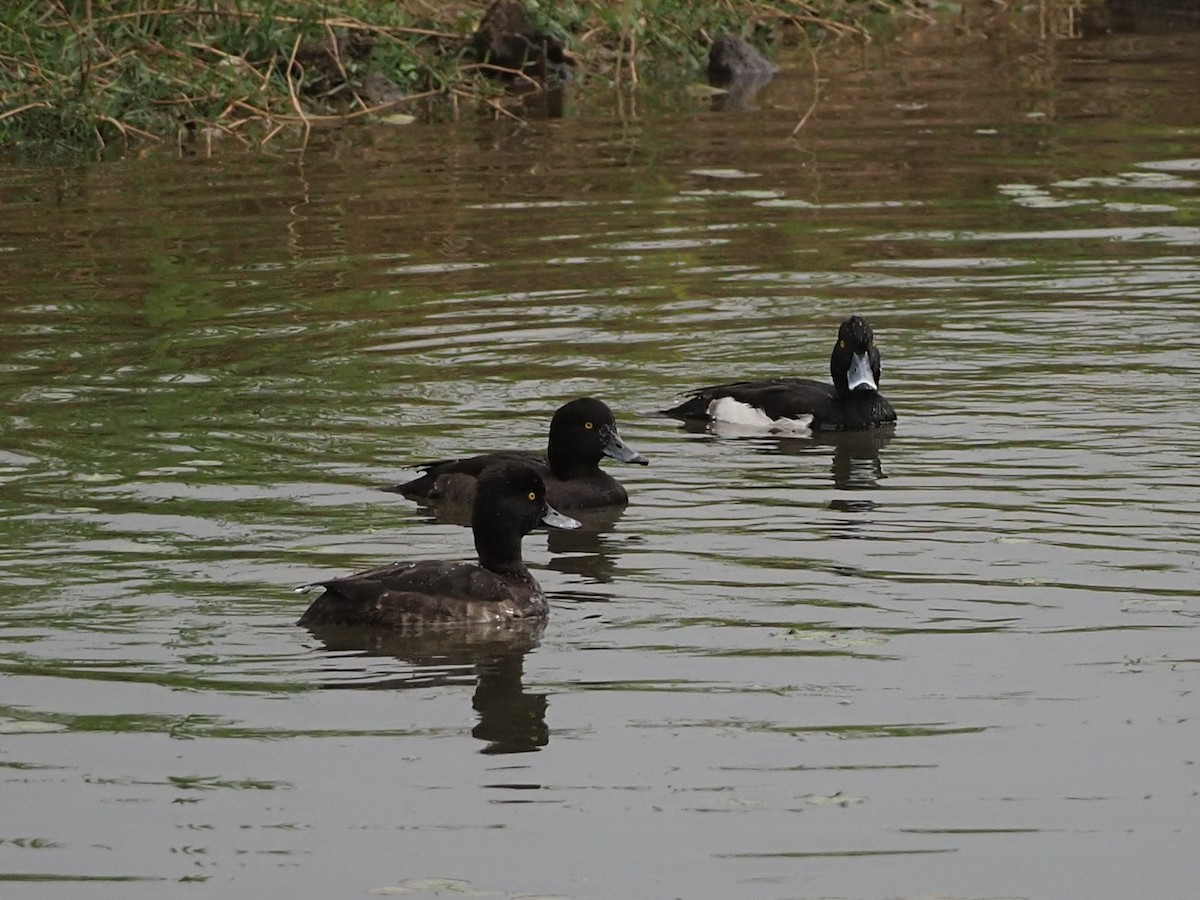 Tufted Duck - ML614423185