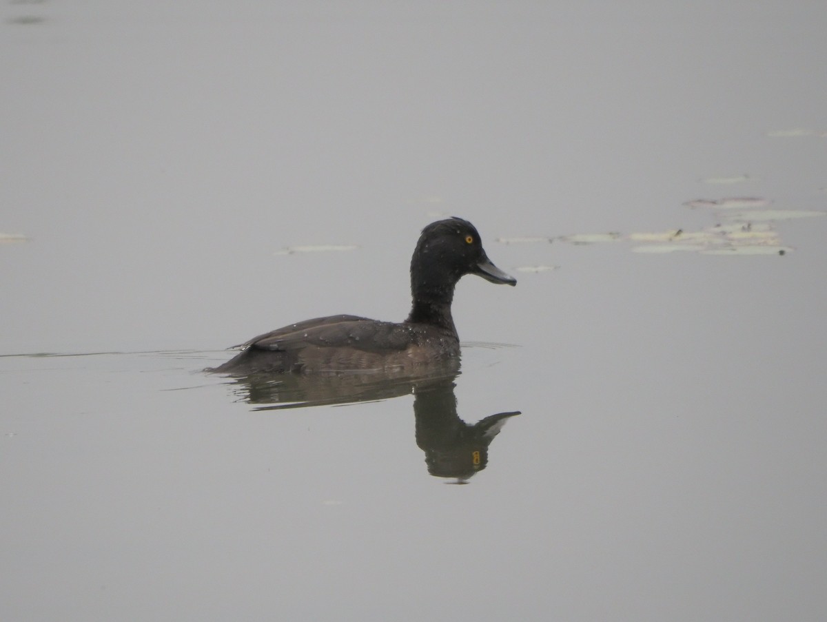 Tufted Duck - ML614423187