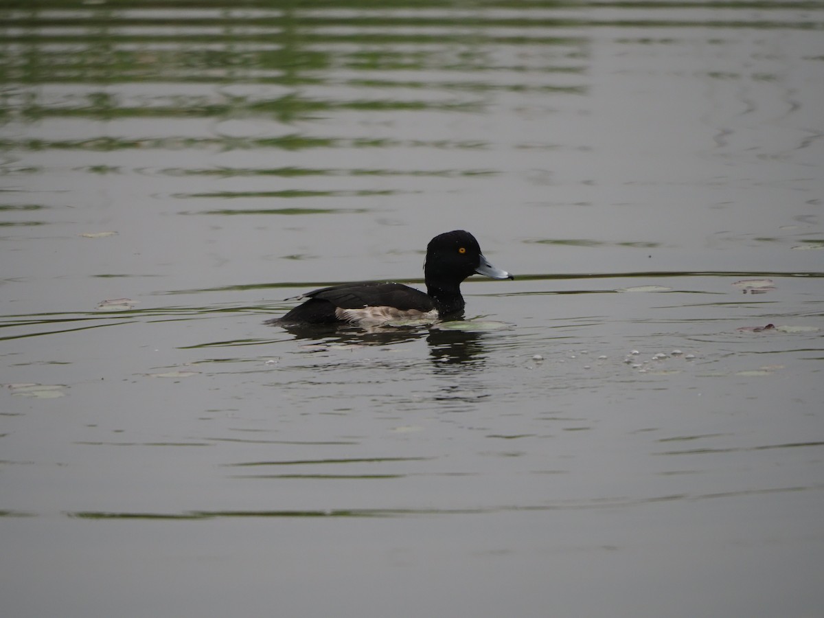 Tufted Duck - ML614423188