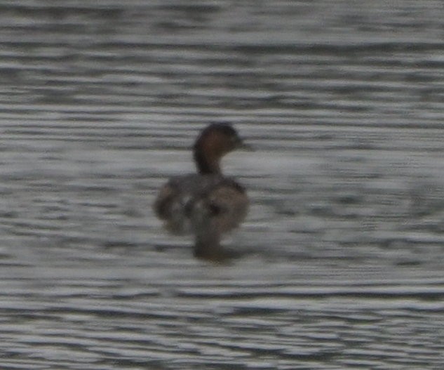 Little Grebe - ML614423208