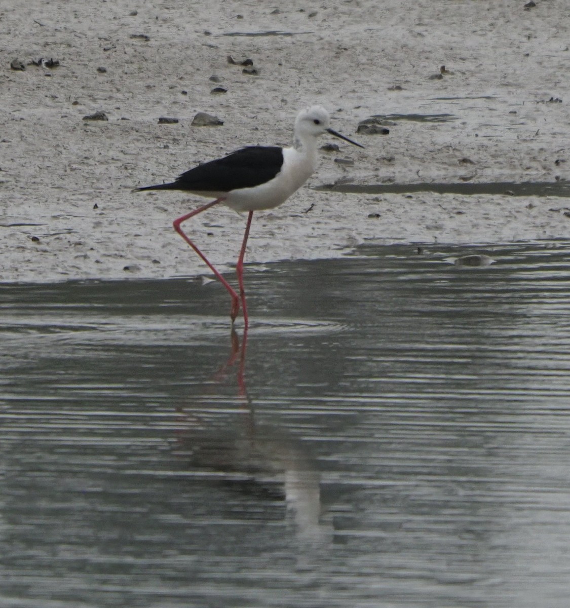 Black-winged Stilt - ML614423221
