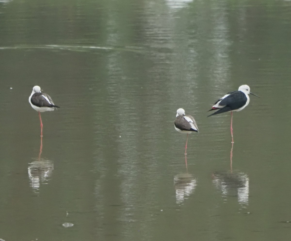 Black-winged Stilt - ML614423223