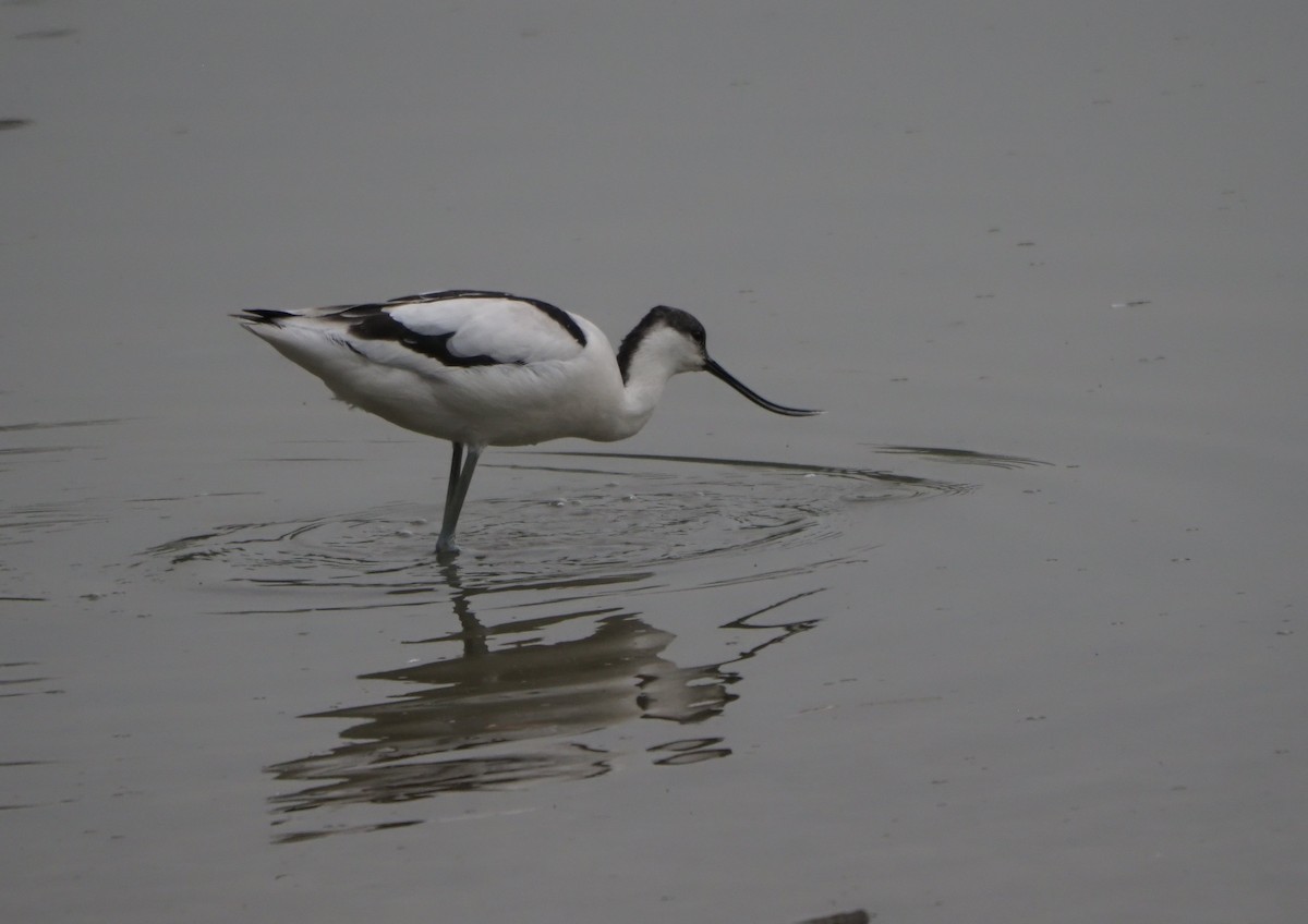 Pied Avocet - ML614423234