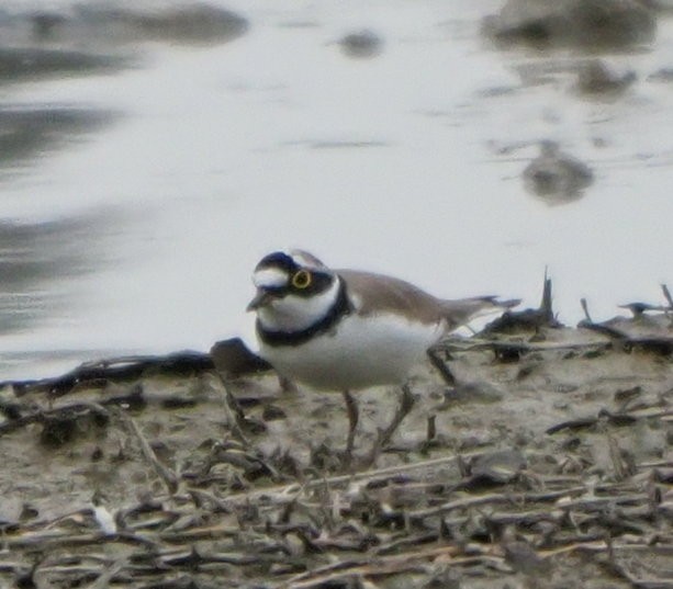 Little Ringed Plover - ML614423240