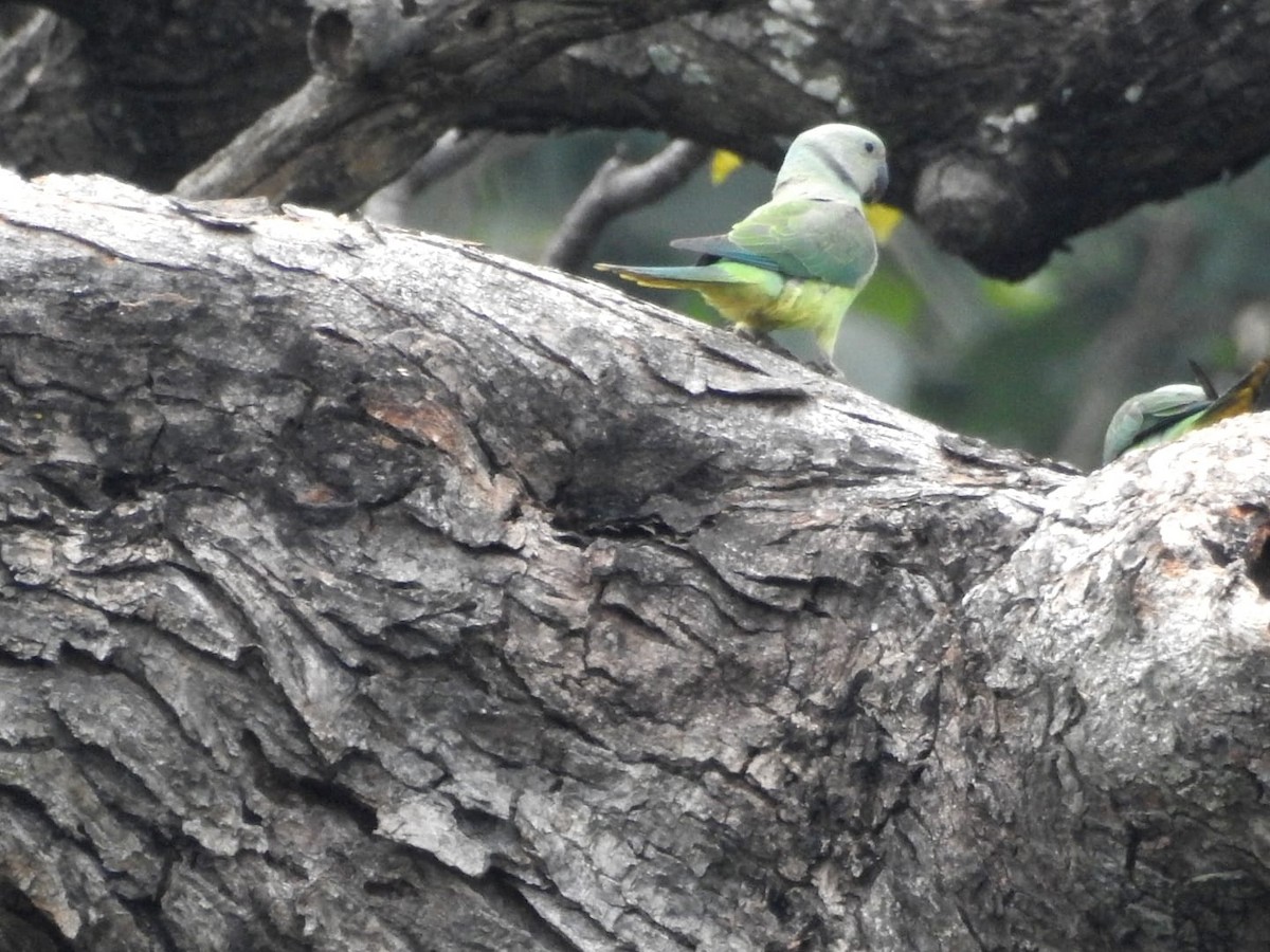 Malabar Yeşil Papağanı - ML614423241