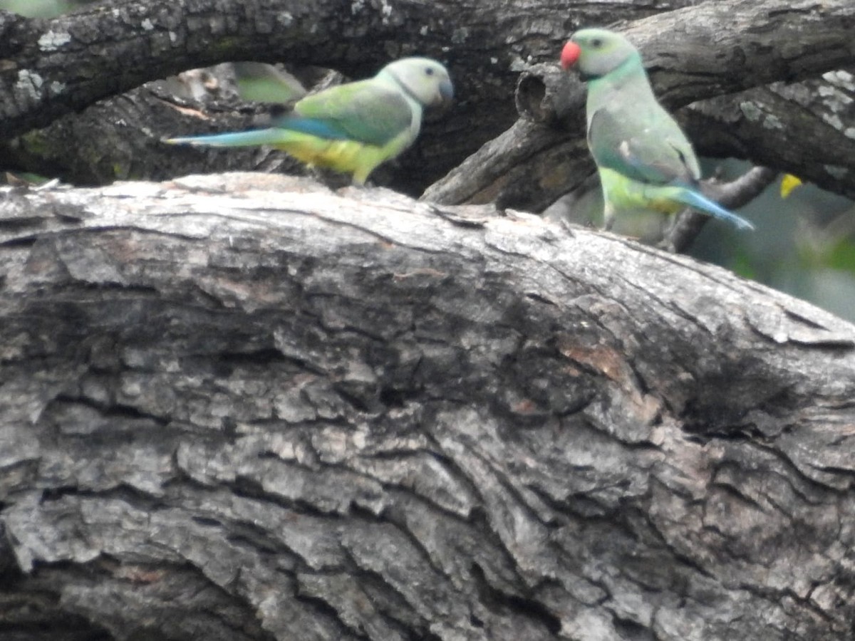 Malabar Parakeet - Prakash G