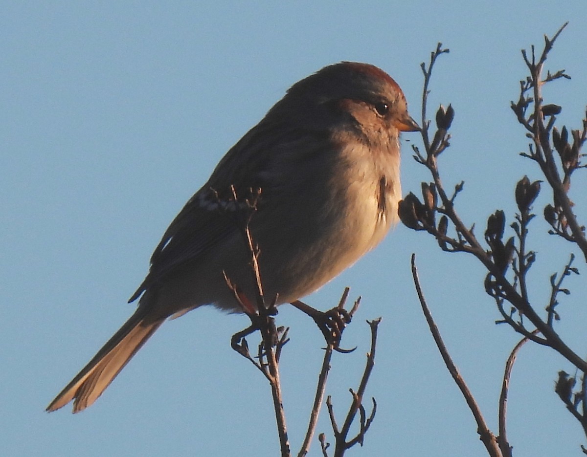 American Tree Sparrow - Susanne Meidel