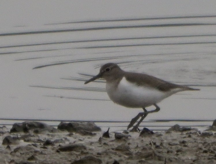 Common Sandpiper - ML614423246