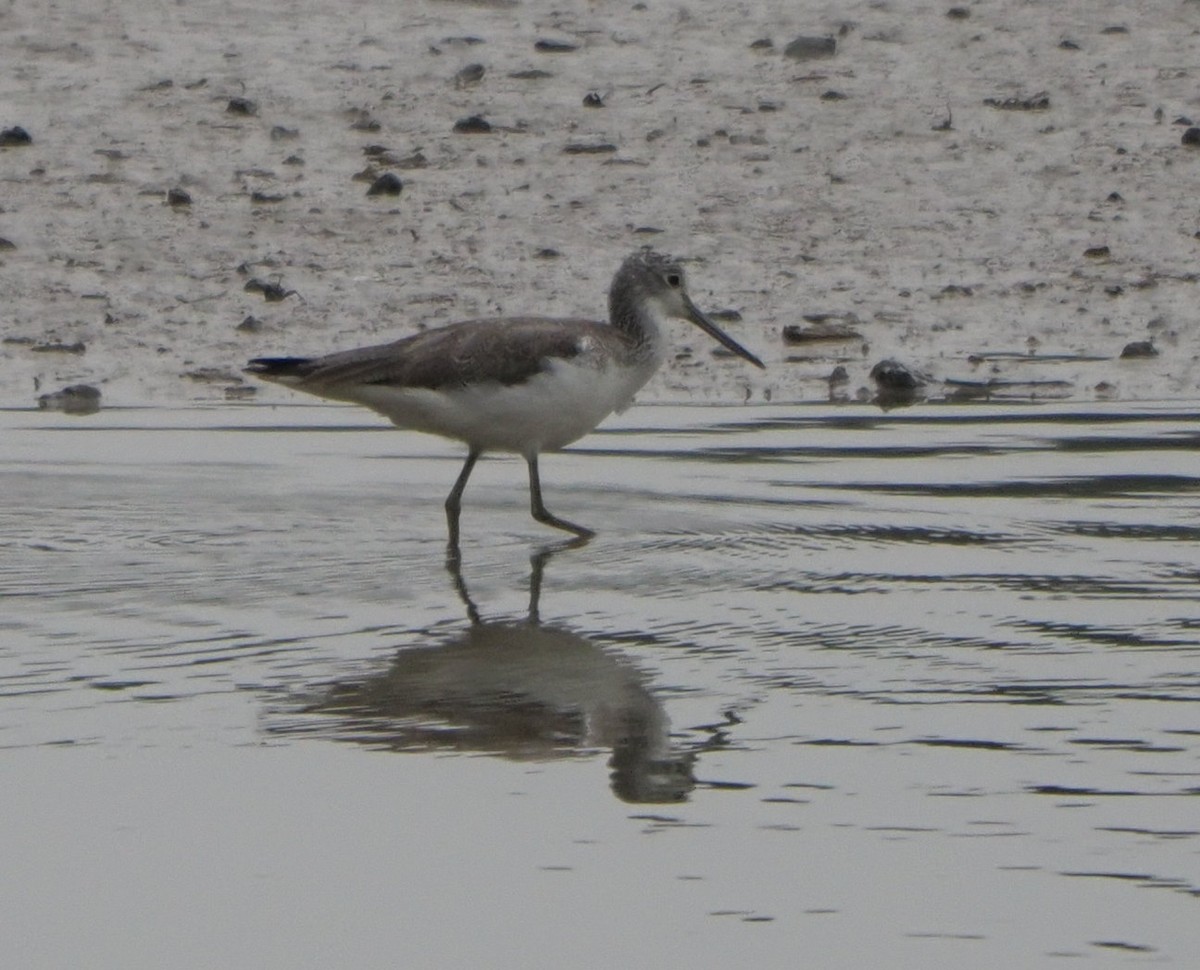 Common Greenshank - ML614423251