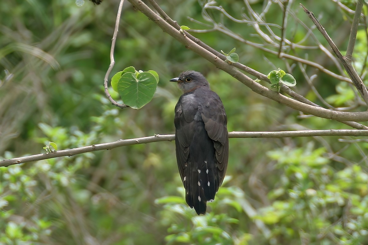 Red-chested Cuckoo - ML614423257