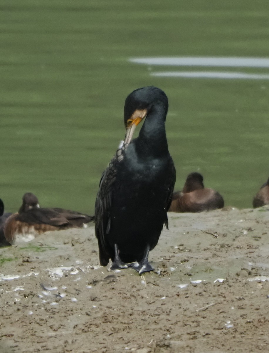Great Cormorant - ML614423260