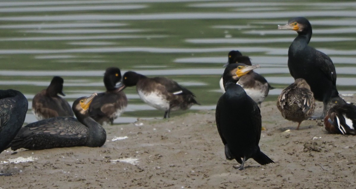 Great Cormorant - ML614423261
