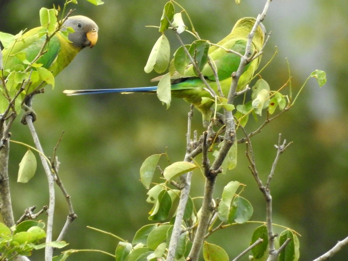 Plum-headed Parakeet - ML614423262