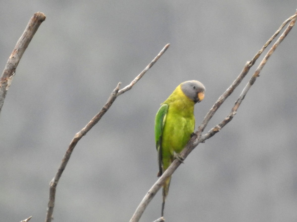 Plum-headed Parakeet - ML614423265