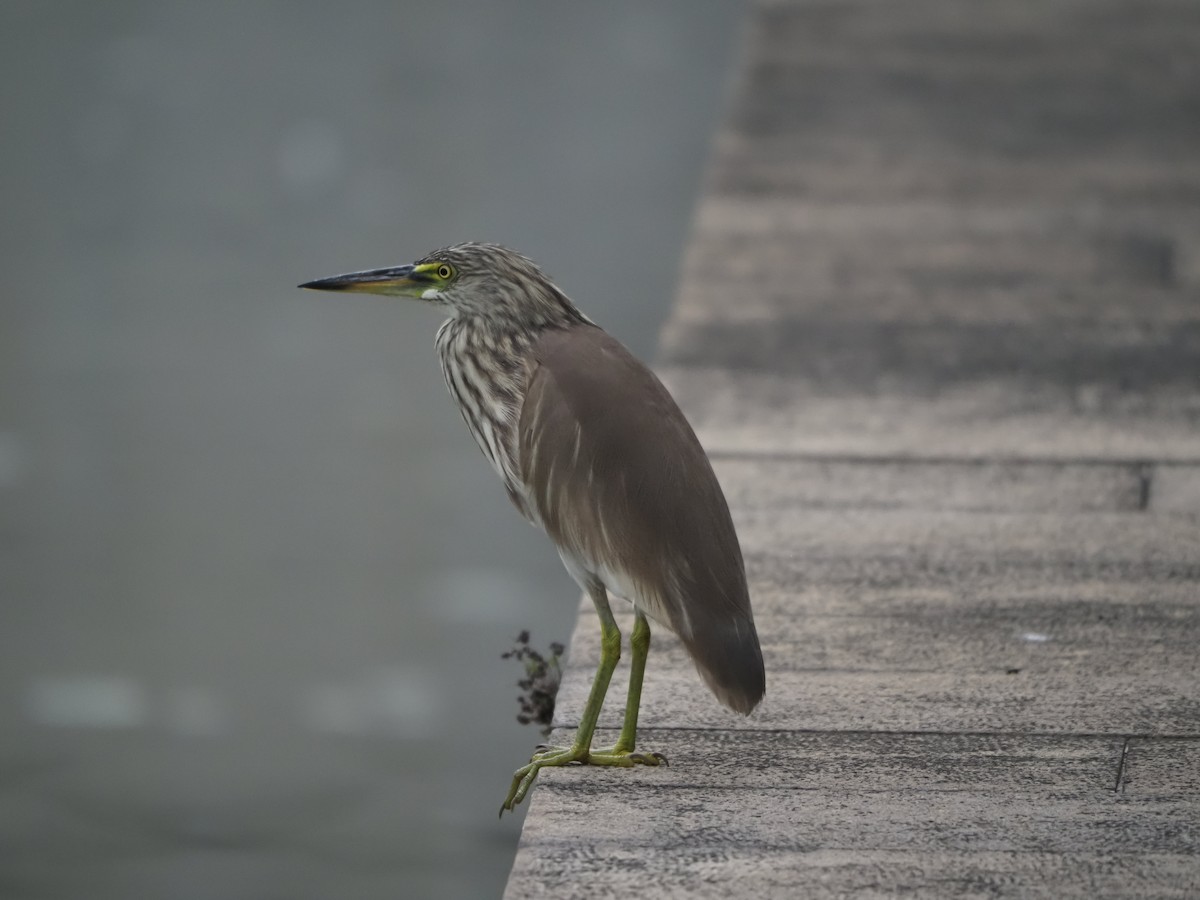 Chinese Pond-Heron - ML614423292