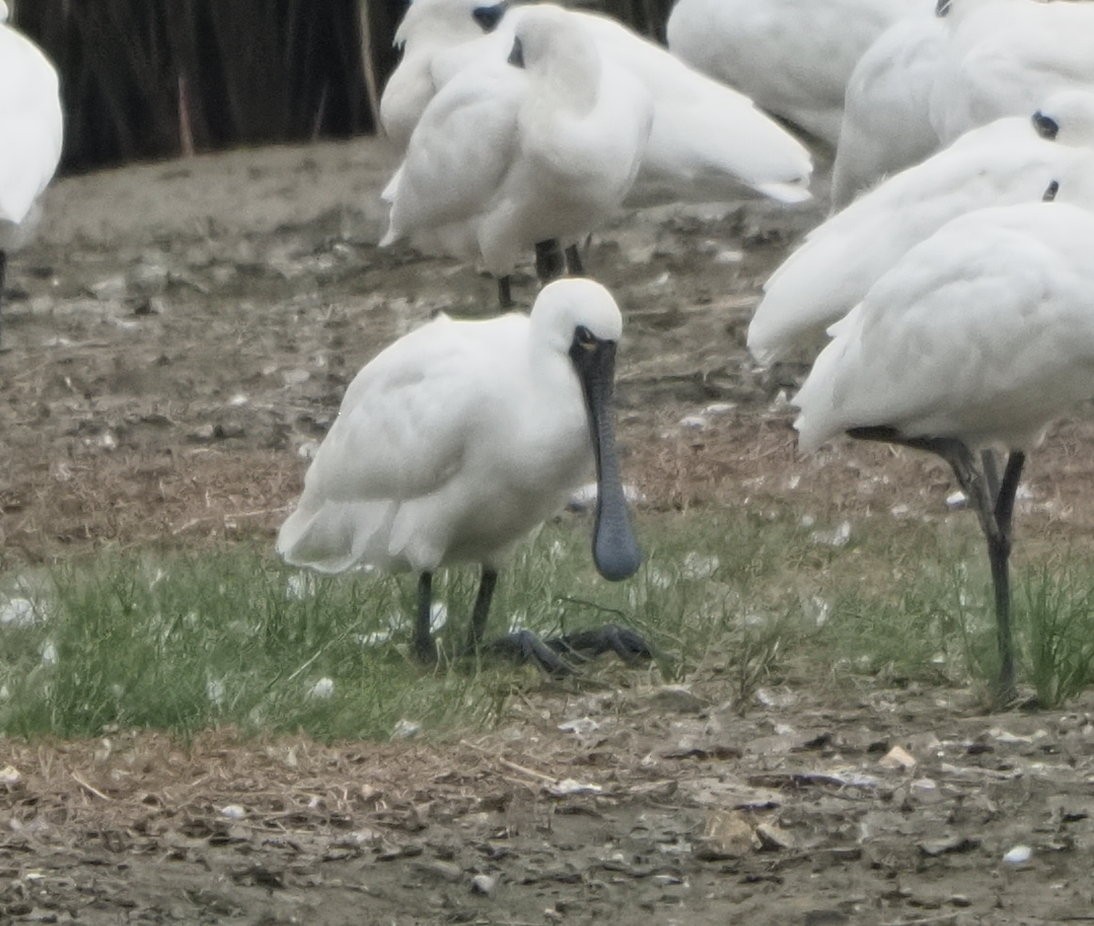 Black-faced Spoonbill - ML614423302