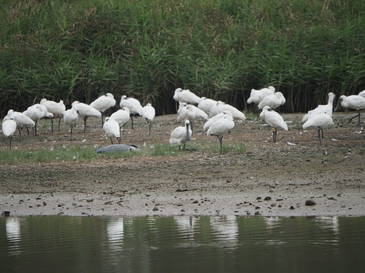 Black-faced Spoonbill - ML614423303
