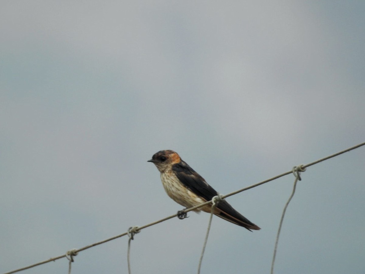 Red-rumped Swallow - ML614423307
