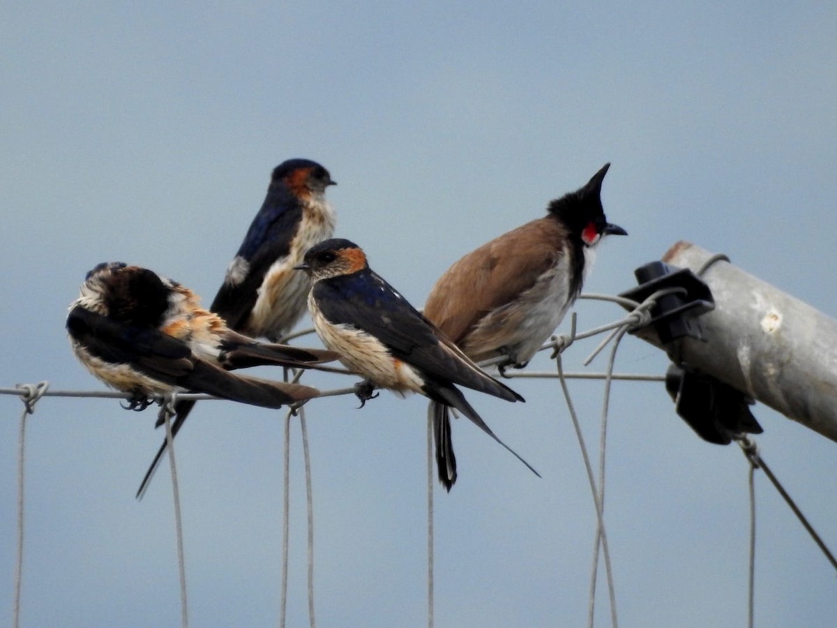 Red-rumped Swallow - ML614423308