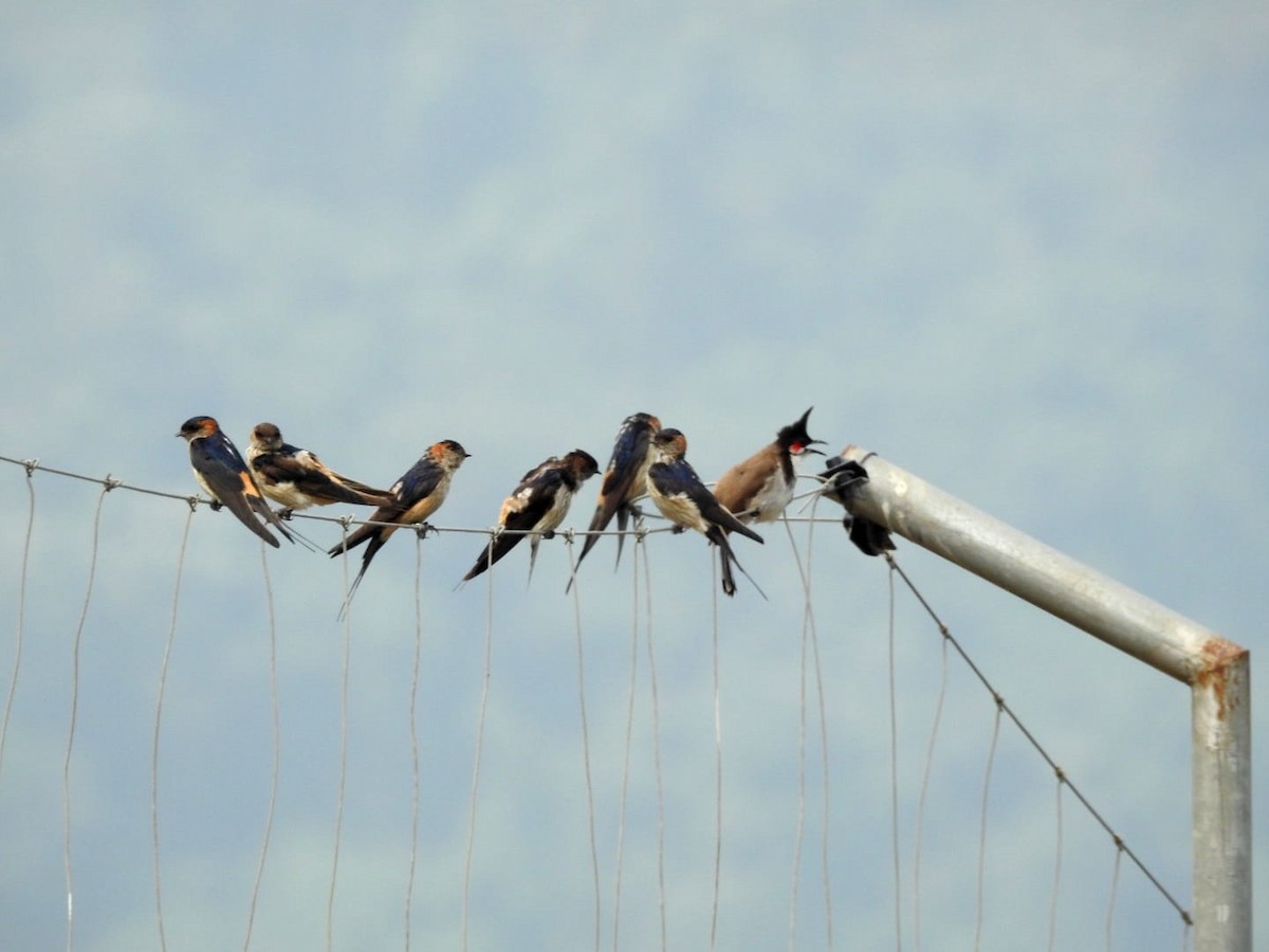 Red-rumped Swallow - ML614423309