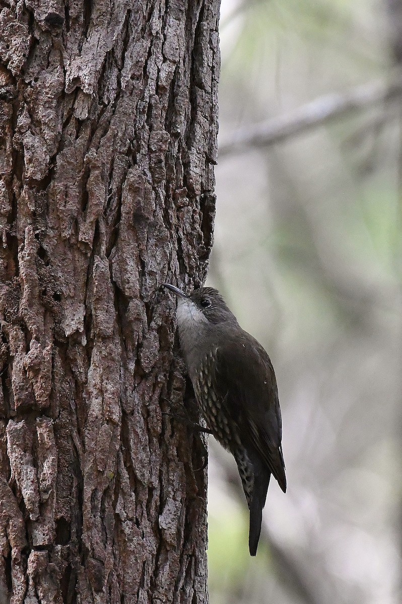 White-throated Treecreeper - ML61442331