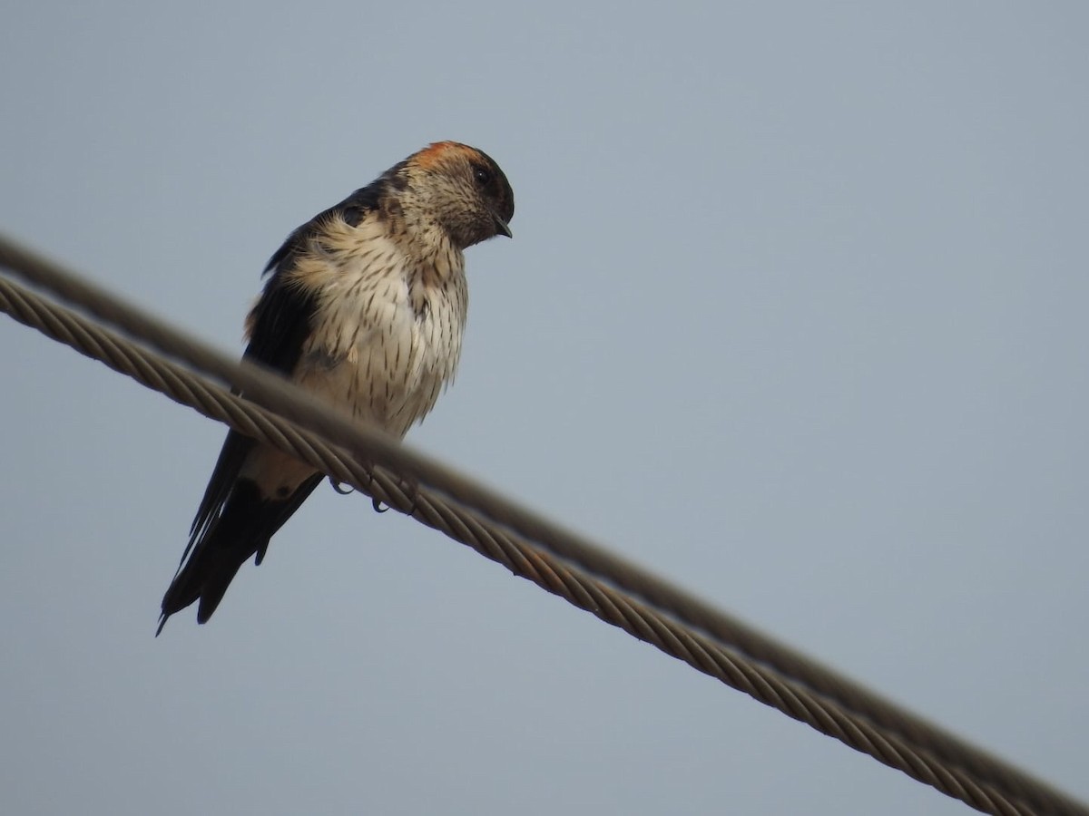 Red-rumped Swallow - Prakash G