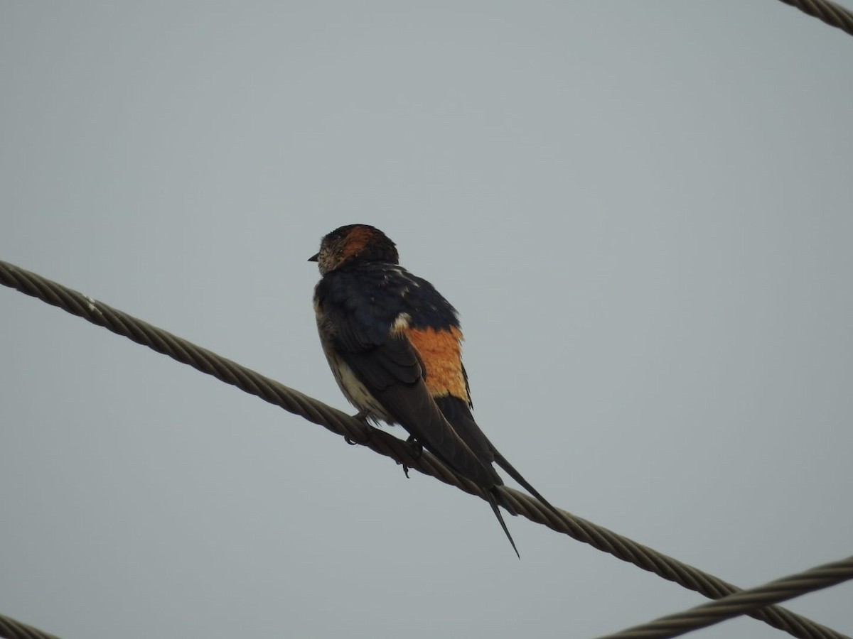 Red-rumped Swallow - ML614423312