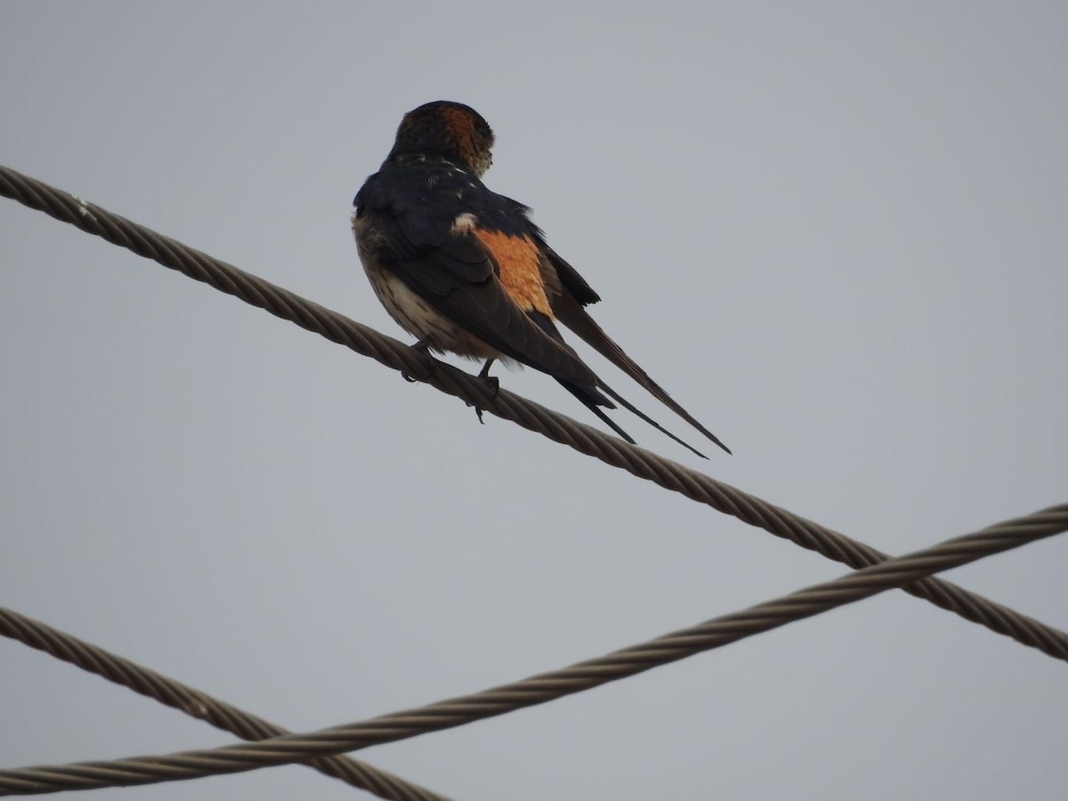 Red-rumped Swallow - Prakash G