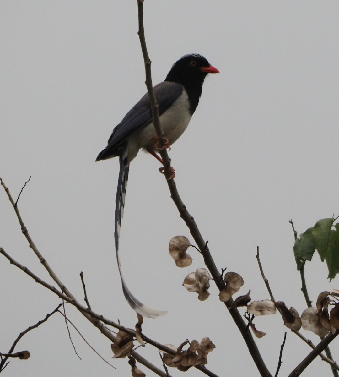 Red-billed Blue-Magpie - ML614423319