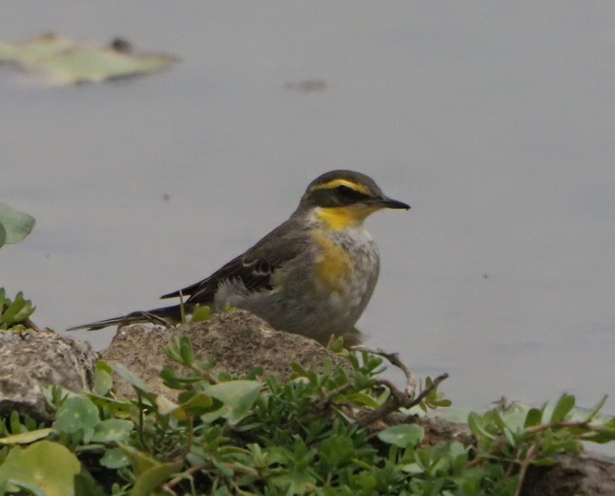 Eastern Yellow Wagtail - ML614423343
